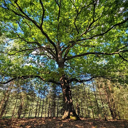 Ferienhaus Szumiaca Sosna - Jacuzzi, Ognisko, Sauna, Bbq
