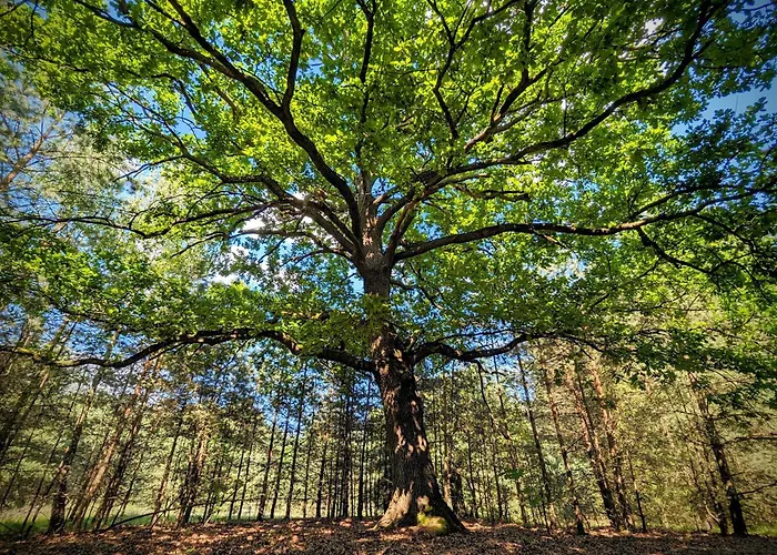 Сasa de vacaciones Szumiaca Sosna - Jacuzzi, Ognisko, Sauna, Bbq